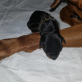 Sun Buddies (Duitse Pinscher )
