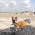 Toen Mila nog puppy was zijn we samen naar Hoek van Holland geweest. Vanaf haar plekje (waar ze na vele pogingen helemaal zelf op geklommen was!) heeft ze liggen genieten van het zonnetje en heeft ze haar ogen uitgekeken naar de schepen die langs vaarden.