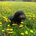 Een wandeling bij landgoed Zwaluwenburg in 't Harde waar je ook veel van deze velden hebt. En deze was helemaal vol met paardenbloemen!