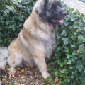 Leonberger