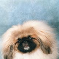 Zoekactie Pekingees Schumi