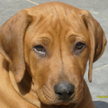 Rhodesian Ridgeback