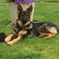 ODH Kennel Von Blitzen Wierden