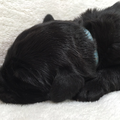 Briardkennel Hengelo
