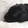 Auberge des Pattes Noires (Briardkennel Hengelo