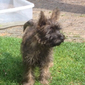 Cairn Terrier