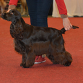 * Stand Your Ground * English Cocker Spaniel and Staffordshire Bull Terrier 