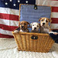 The  Kids Best Frend's kennel 