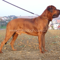 Malizi Doghouse Tosa inu kennel - Czech republic