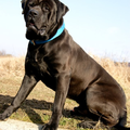 Malizi Doghouse Tosa inu kennel - Czech republic