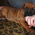 Malizi Doghouse Tosa inu kennel - Czech republic