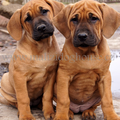Malizi Doghouse Tosa inu kennel - Czech republic