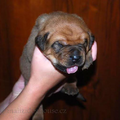 Malizi Doghouse Tosa inu