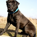 Malizi Doghouse Tosa inu