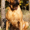 Malizi Doghouse Tosa inu