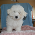 from Grandma's Coton hobbyfokker