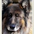 Oud Duitse Herdershond