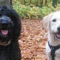 Black met z'n beste vriendinnetje even poseren in het herfstbos. We wandelen elke week zo'n 2 x samen en het zijn echt 2 dikke vrienden.