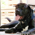 Tosa Inu Diamant severu kennel