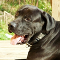 Tosa Inu Diamant severu kennel