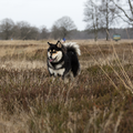 Kennel Lapsitalvi