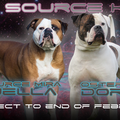 AtTheSource Amerikaanse Bulldog Kennel