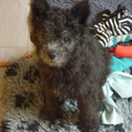 Pumikennel MaisonTriColores