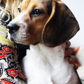 Beagle