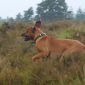 Puppy workshop, honden leren te begrijpen (alle rassen)