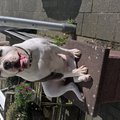 Amerikaanse Bulldog