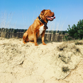 Bordeauxdog