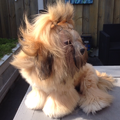 Lhasa v.d. Twentsche Weide