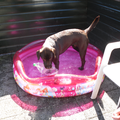 Onze hond houd van water! Hij heeft daarom zijn eigen zwembadje gekregen!