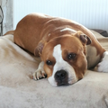 American Staffordshire Terrier