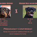 ijssel rottweilers 