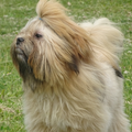 Lhasa Apso v.d. Twentsche Weide