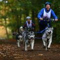 Running Rascals Siberians