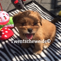 Boomer pups v.d.Twentsche weide