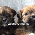 Boomer pups v.d.Twentsche weide