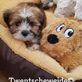 Boomer pups v.d.Twentsche weide