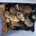 Manmade Kennels Europe