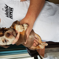 Manmade Kennels Europe