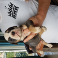 Manmade Kennels Europe
