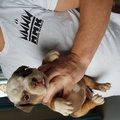 Manmade Kennels Europe