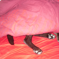 Hektor vind het heerlijk om in bed te liggen, en het liefst verstopt hij zich helemaal onder de dekens :)