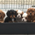 Nelly's Cavaliers