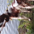 Springersveld