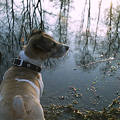 Jimmy in het bos aan het water
