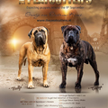 The Peatcutter's Bullmastiff