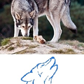 Saarloos wolfhond Kampioensclubmatch